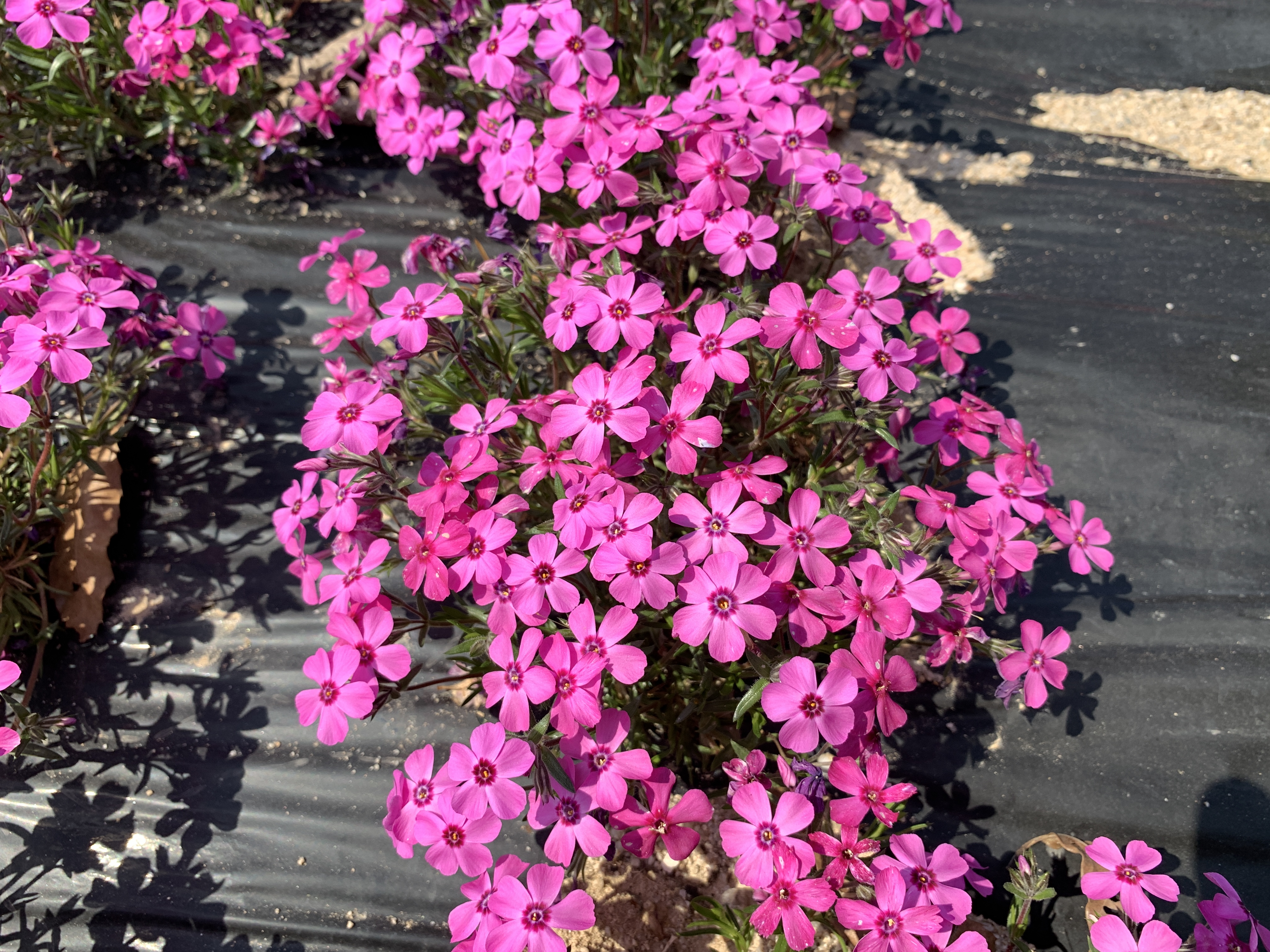 Phlox ‘Chunbun’